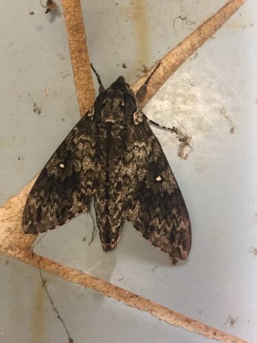 Tancre's Hawkmoth