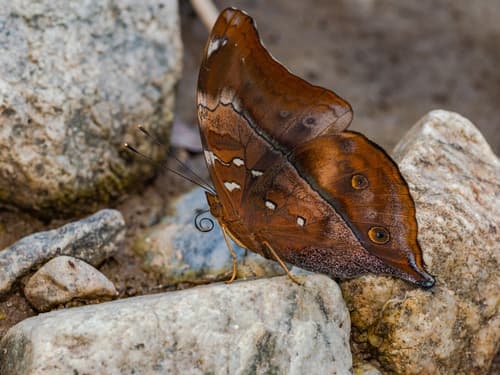Autumn Leaf Butterfly
