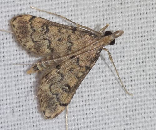 Dolicharthria bruguieralis