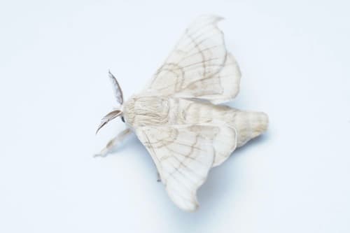 Domesticated Silkmoth