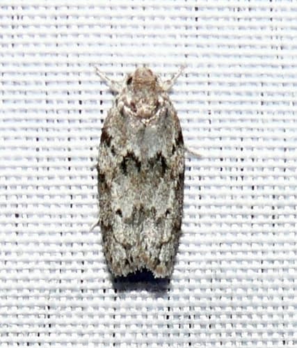 Dotted Antaeotricha Moth