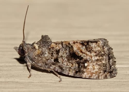Dotted Gymnandrosoma Moth