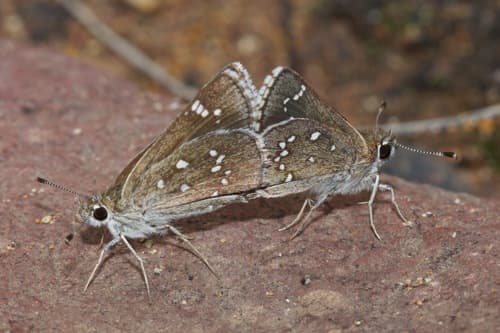 Dotted Roadside-Skipper