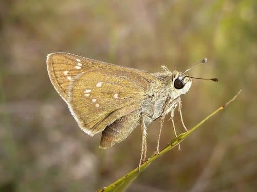 Dotted Skipper