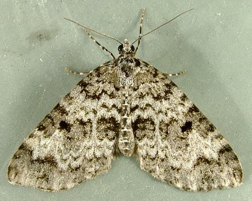 Double-banded Carpet Moth