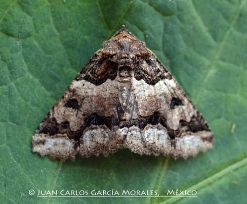 Double-banded Zale Moth