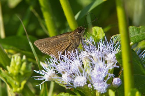 Double-dotted Skipper