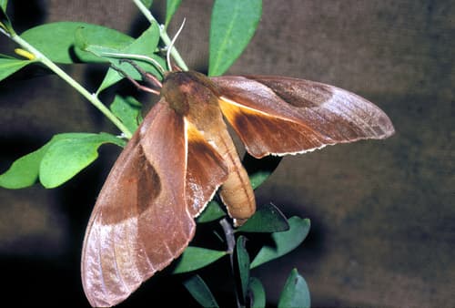 Double-headed Hawkmoth