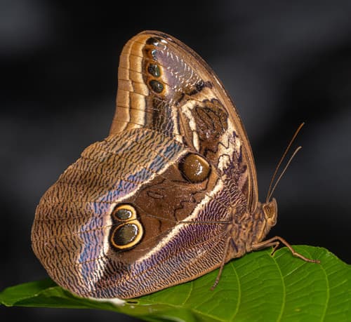 Double-spotted Owl-Butterfly