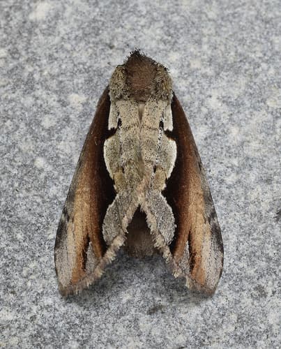 Double-toothed Prominent