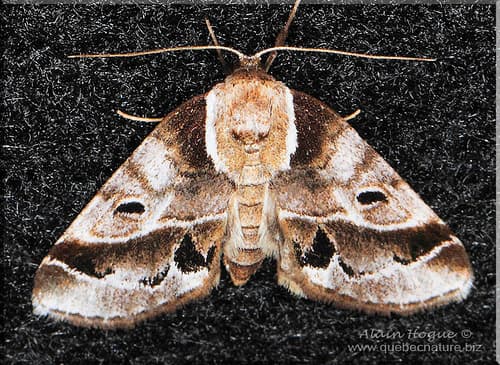 Doubleday's Baileya Moth