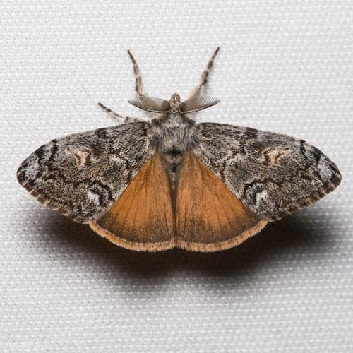 Douglas-fir tussock moth