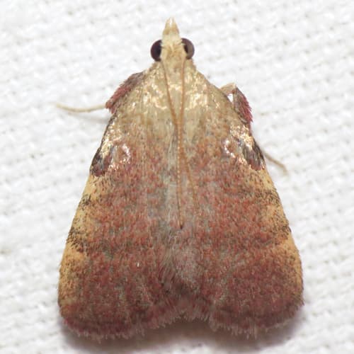 Drab Condylolomia Moth