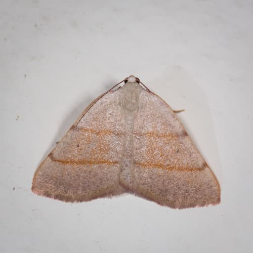 Drepanulatrix bifilata