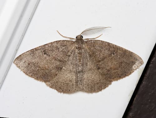 Drepanulatrix monicaria