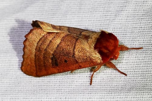 Drexel's Datana Moth