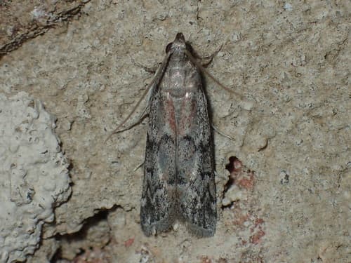 Dried Fruit Moth