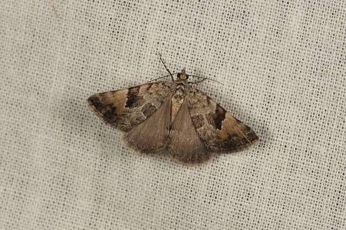 Dry-country Heath Moth