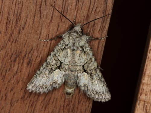 Monochrome Dryobotodes Moth