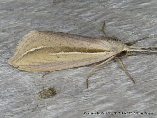 Dull Doryodes Moth