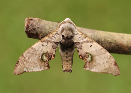 Durian Hawkmoth