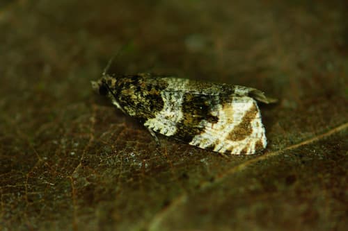 Dusky Leafroller Moth