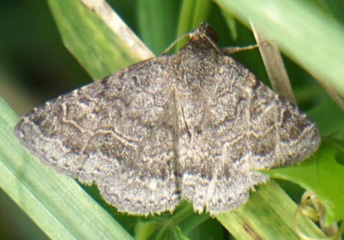 Dusty Lined Matigramma Moth