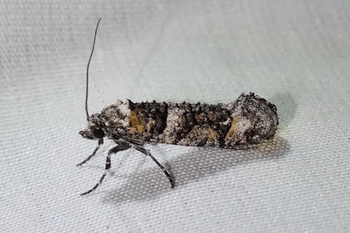 Yuma Dyotopasta Moth