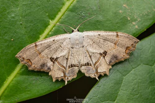 No widely accepted common name