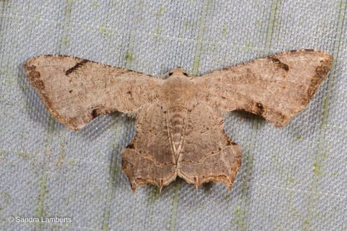 Dysaethria quadricaudata