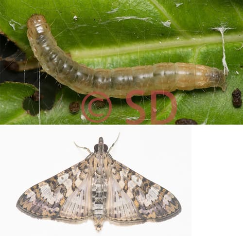 Dysallacta negatalis