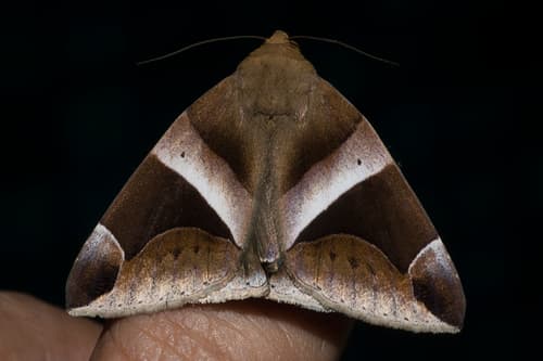 No widely recognized common name