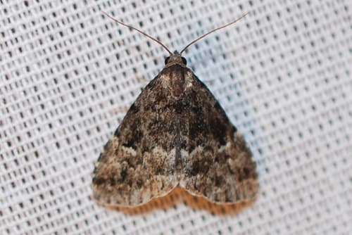 Black-marked Dyspyralis