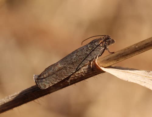 Early Aspen Leafroller Moth