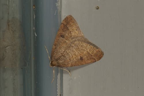 Early Moth