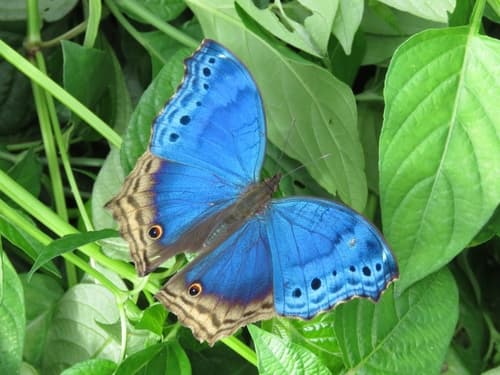 Eastern Blue Mother-of-Pearl