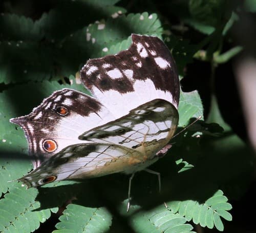 Eastern Clouded Mother-of-Pearl