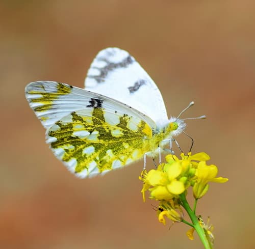 Eastern Dappled White