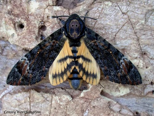 Eastern Death's Head hawkmoth