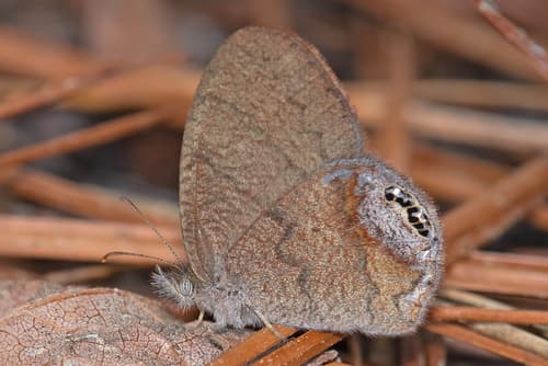 Eastern Gemmed-Satyr
