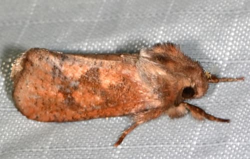 Eastern Grass Tubeworm Moth