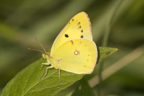 Eastern Pale Clouded Yellow