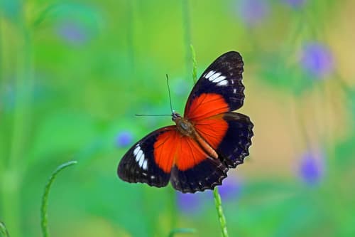Eastern Red Lacewing Butterfly