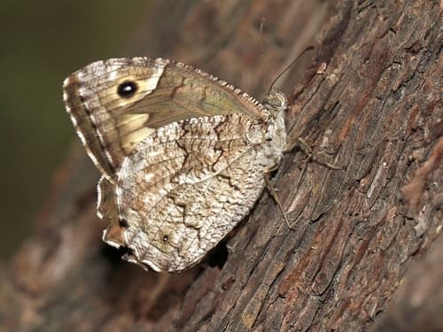 Eastern Rock Grayling
