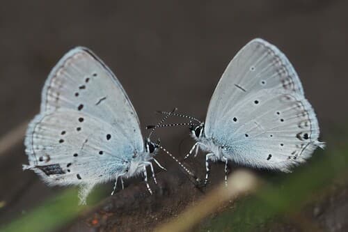 Eastern Short-tailed Blue