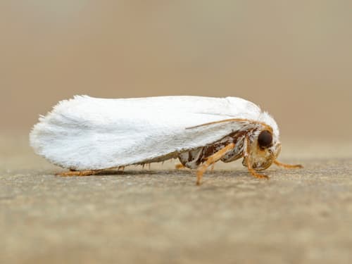 Eastern Yucca Moth