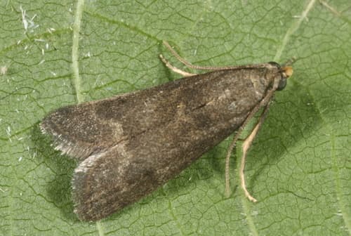 Eccopisa effractella