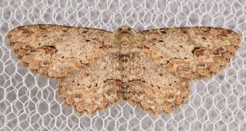 Small Engrailed