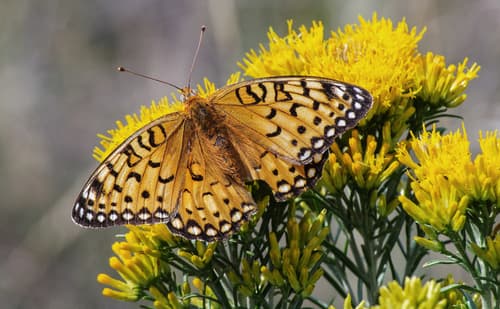 Edwards's Fritillary