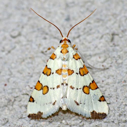 Eight-barred Lygropia Moth